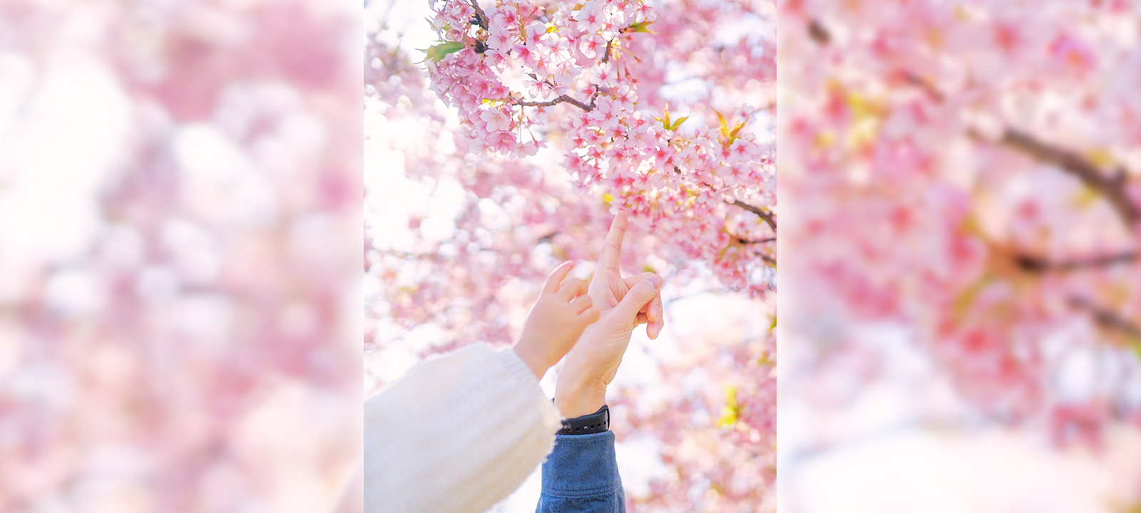 写真:桜の回廊