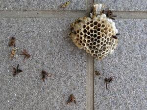 写真：アシナガバチの巣