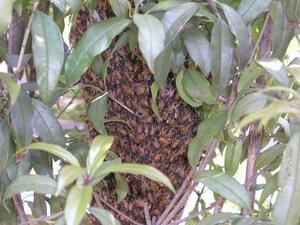 写真：ミツバチの分封