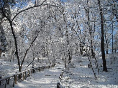 写真：冬の狭山緑地