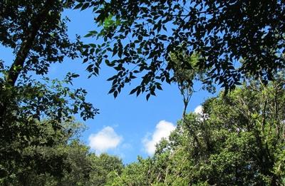 写真：夏の狭山緑地