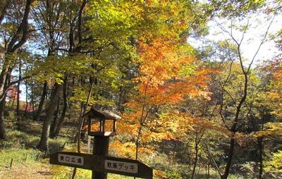 写真：秋の狭山緑地