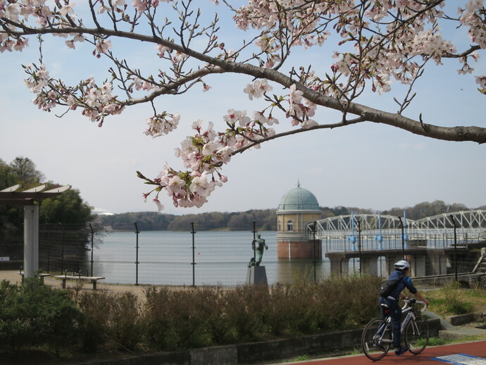 写真：多摩湖周辺の桜