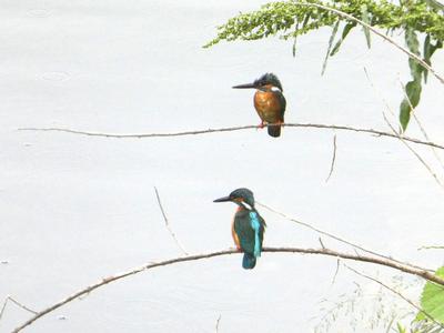 写真：ペアのカワセミ