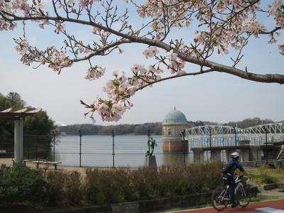 多摩湖をバックに桜の下でサイクリングする人の写真