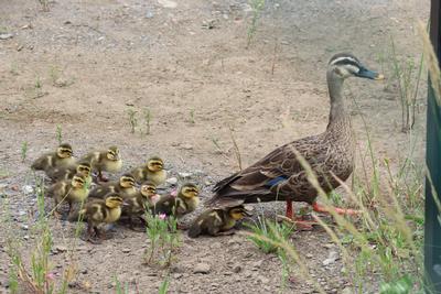 ひな鳥を連れたカルガモの親子の写真