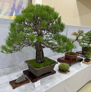 盆栽展