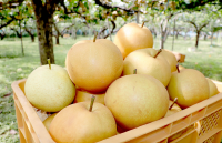 写真:多摩湖梨