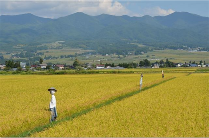 喜多方市の稲